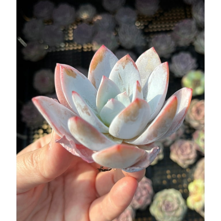 viney succulents 6'' Graptoveria Victor Kane Variegated, Rare Live Succulent Plants main image 0