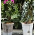 thumbnail image 6 of Self Watering Pots,Bexikou Set of 3 Plastic Planters with Drainage Holes and Deep Reservoir for Indoor Outdoor Garden Plants and Flowers, White, 6 of 8