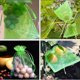 thumbnail image 4 of 50 bolsas protectoras para frutas que protegen las plantas de plagas con bolsas de malla con cordón., 4 of 5