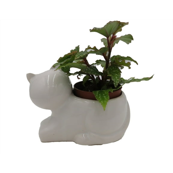 Cat Ceramic Planter with Surprise Terrarium Plant -3" Pot