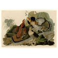 thumbnail image 1 of Porter Design PDXJJA41SMALL Ruffed Grouse Poster Print by John James Audubon, 10 x 14 - Small, 1 of 1
