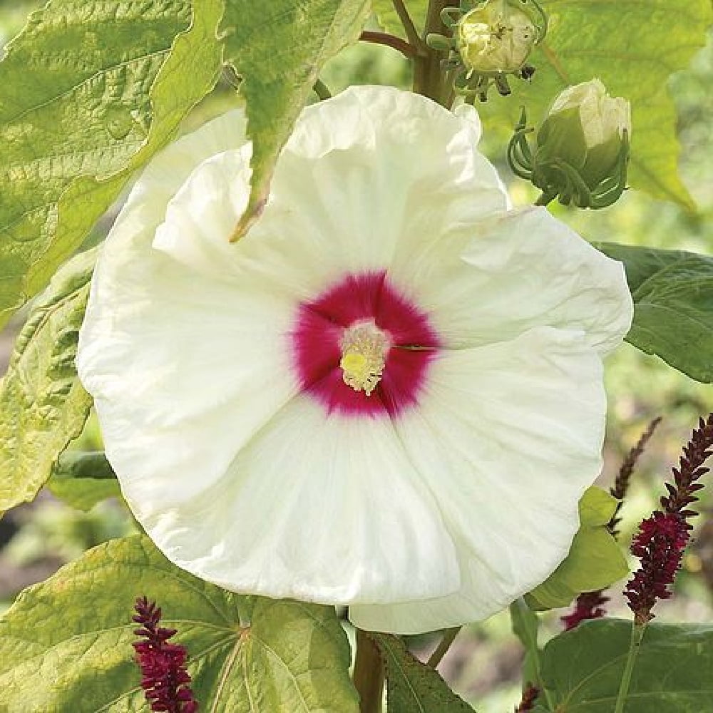Flemings New Old Yella Perennial Hibiscus Plant 4" Pot New