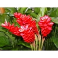 thumbnail image 2 of Red Ginger Plant Root Live Plants, 1 Count, Partial Shade, 2 of 6