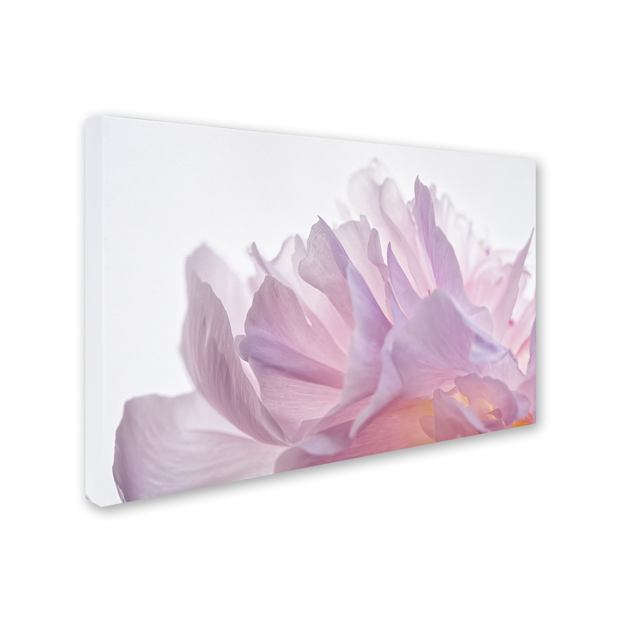Trademark Fine Art 'Pink Peony Petals VI' Canvas Art by Cora Niele