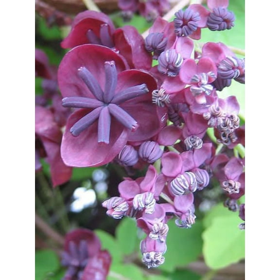15 CHOCOLATE VINE Edible Fruit Akebia Trifoliata Flower Ornamental Climber Seeds