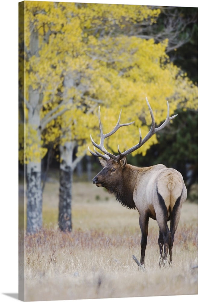 Great BIG Canvas | "Elk, bull with aspen trees with fall colors, Rocky