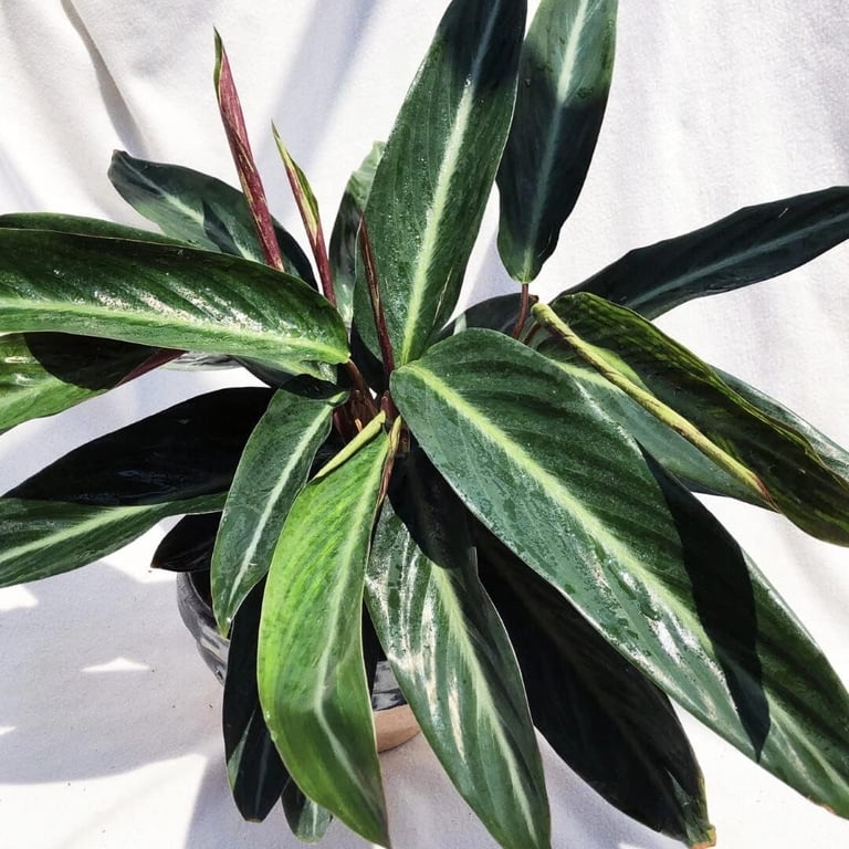 Calathea Sanguinea Prayer Plant - Live Plant in a 2 Inch Pot -Calathea ' Sanguinea' - Starter Plants - Beautiful and Elegant Easy Care Indoor  Houseplants from The Nursery - Walmart.com