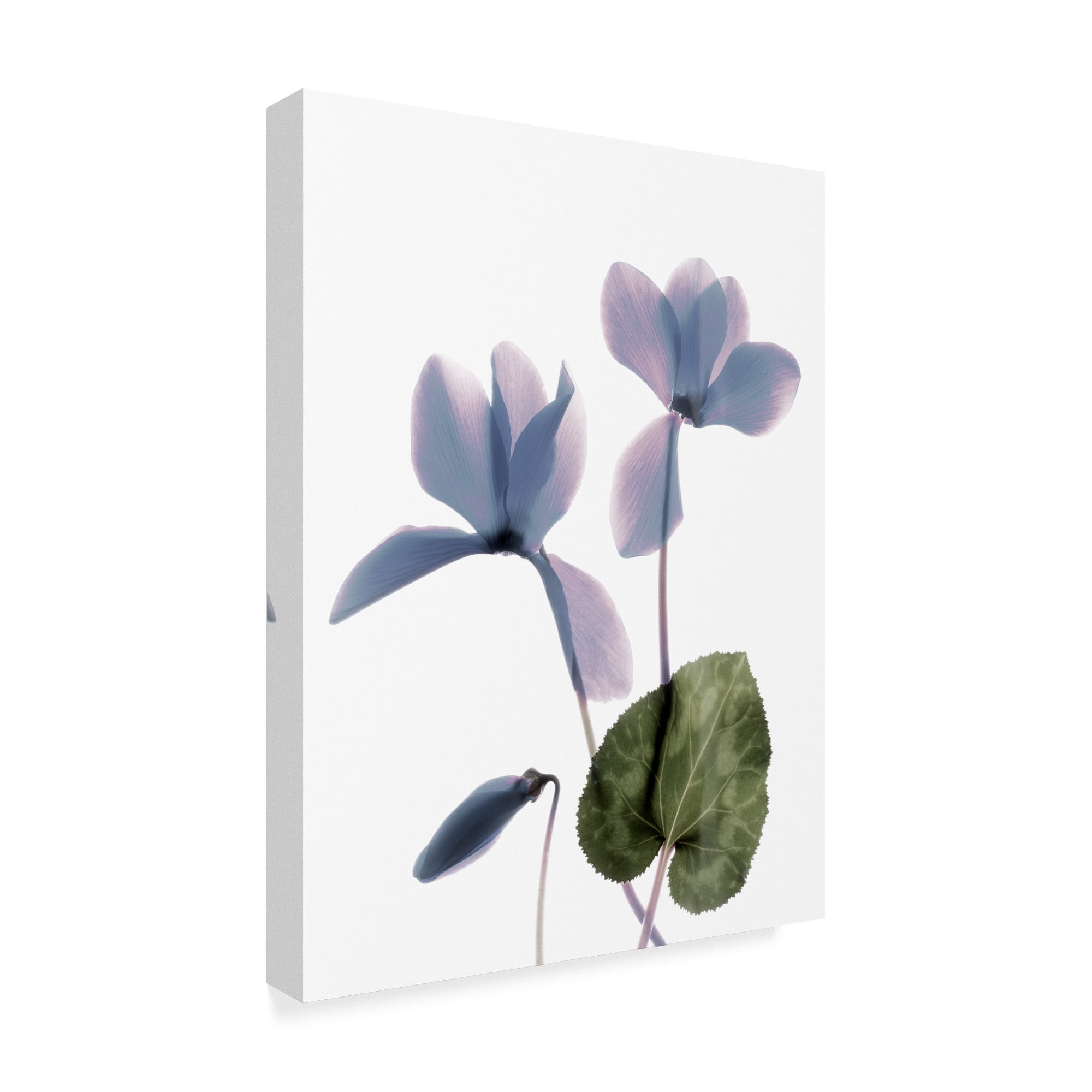 Trademark Fine Art 'Xray Cyclamen' Canvas Art by Judy Stalus