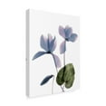 thumbnail image 2 of Trademark Fine Art 'Xray Cyclamen' Canvas Art by Judy Stalus, 2 of 4