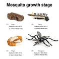 thumbnail image 4 of 1 Set Moustique Modèle Maison Réaliste Simple Éducation Filles Maison École Éducation Prop Éducation Jouets Moustiques Jouet Cycle de Vie pour l'École, 4 of 9