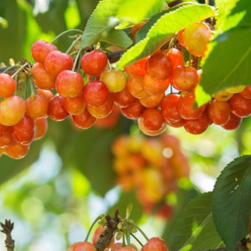 Expert Gardener 2-3 ft tall Rainier Sweet Fruiting Cherry Live Tree in 5-Gallon Grower Pot