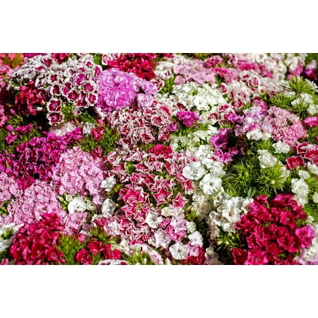 Blooming Sweets - LAMINATED POSTER Colorful Sweet William Bloom Carnation Color Poster Print 24 x 36