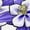 AA-White, variant on Colorado Columbine Flowers Girls Toddler Dress