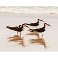 thumbnail image 2 of Mansfield, Kathy 18x15 White Modern Wood Framed Museum Art Print Titled - Black Skimmers I (close up), 2 of 4