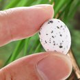thumbnail image 4 of 100 Huevos de Pascua Artificiales con Forma de Pájaro, Modelos para Decoración de Paisajes en Miniatura, 4 of 8