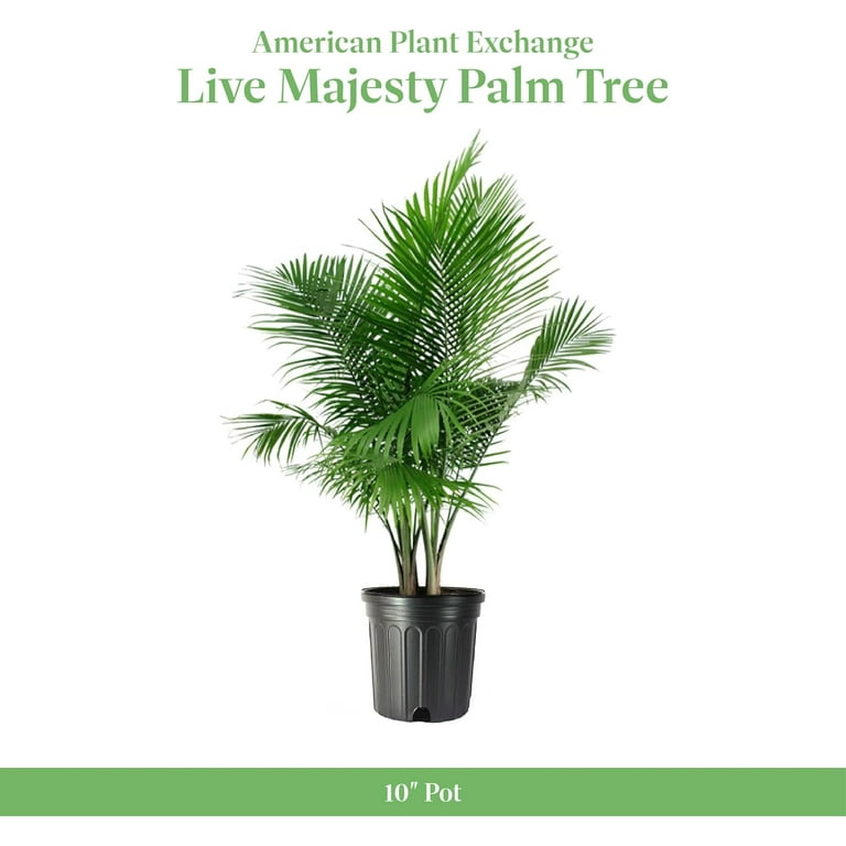 Cat Palm Live Indoor or Outdoor Plant 10 Pot Top Air Purifier