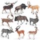 thumbnail image 1 of Juego de figuras de animales salvajes, 9 piezas, PVC, Safari & Forest, 1 of 2