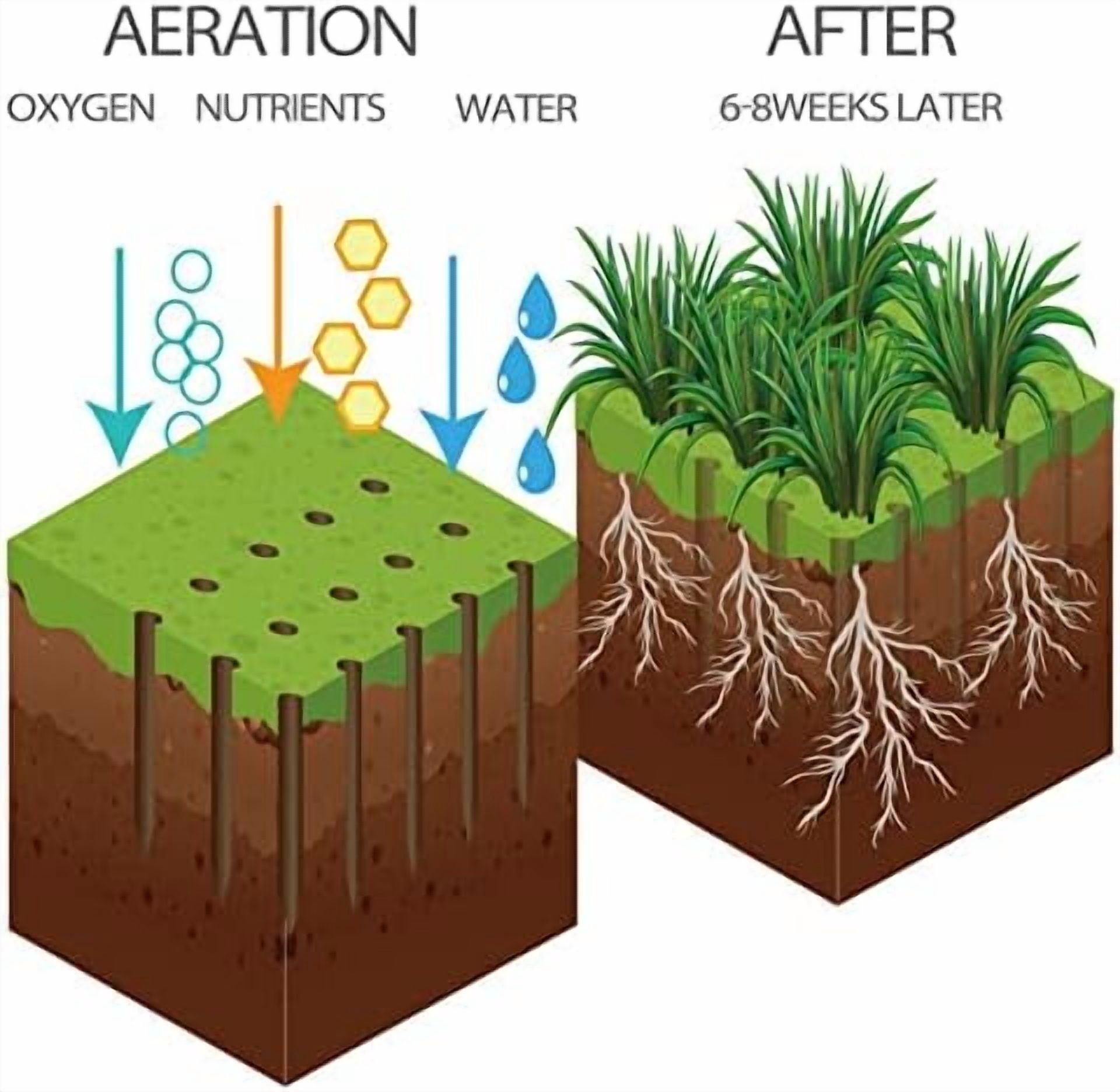 Manual Lawn Aerator with 15 Iron Spikes, Pre-Assembled Dethatching and Soil Aeration Tool for Yard and Garden, Revives Lawn Health, Patented Grass Plug Aerator