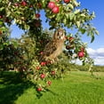 thumbnail image 6 of Orangide Hanging Owl Bird Repellent Decoration, Scarecrow Pendant Wind Chime for Garden, Effective Outdoor Deterrent for Farm Orchard Protector, 6 of 7