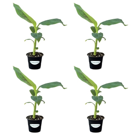 MicroStarts Live Dwarf Cavendish Banana Fruit Tree - 4 Plants in 4 inch pots