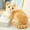 40cm Orange Cat, variant on Jia Store Cute Stuffed Animal Comfortable Soft Doll Kitty Home Cats Plush Toy Simulation Kitten for Adults Bedroom Teens Girlfriend 13.78in Cat