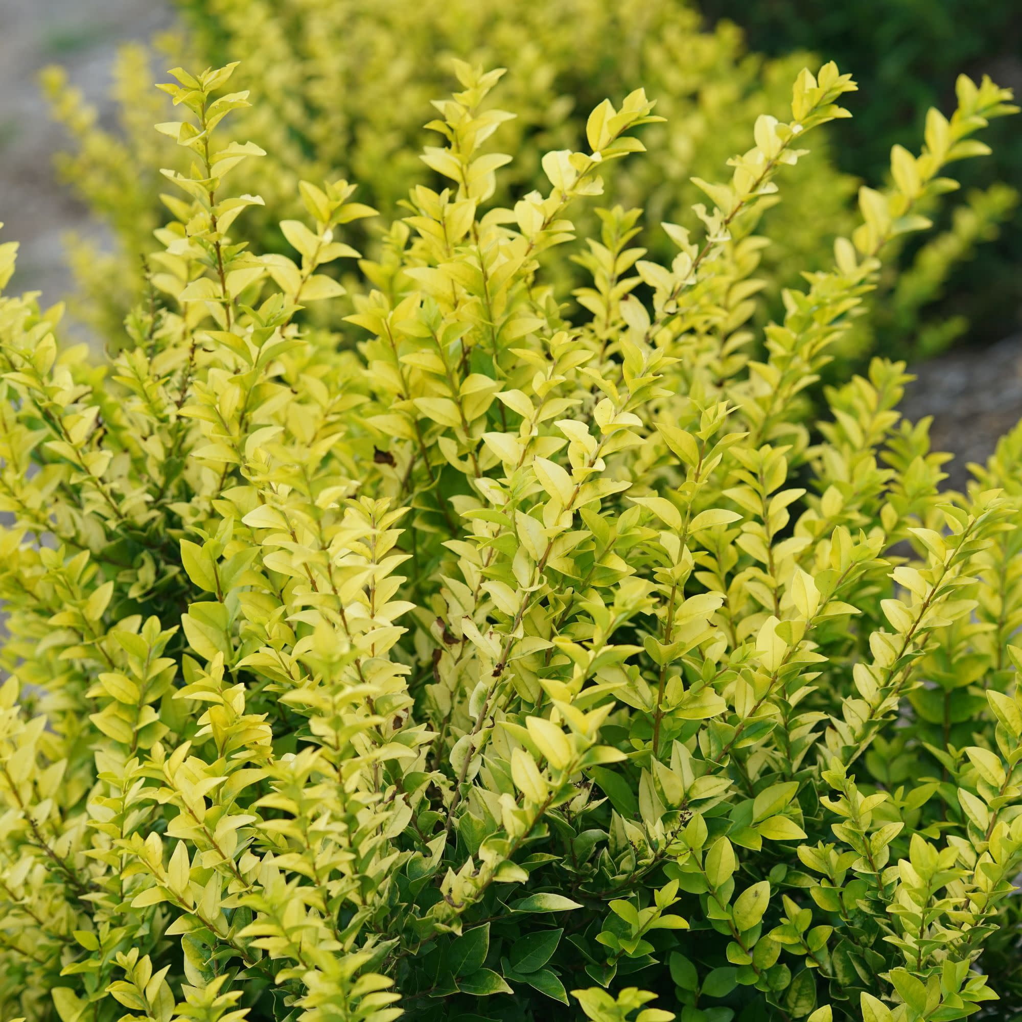 Proven Winners ColorChoice 6" Yellow Golden Ticket Privet Live Plant in 7.5" Pot