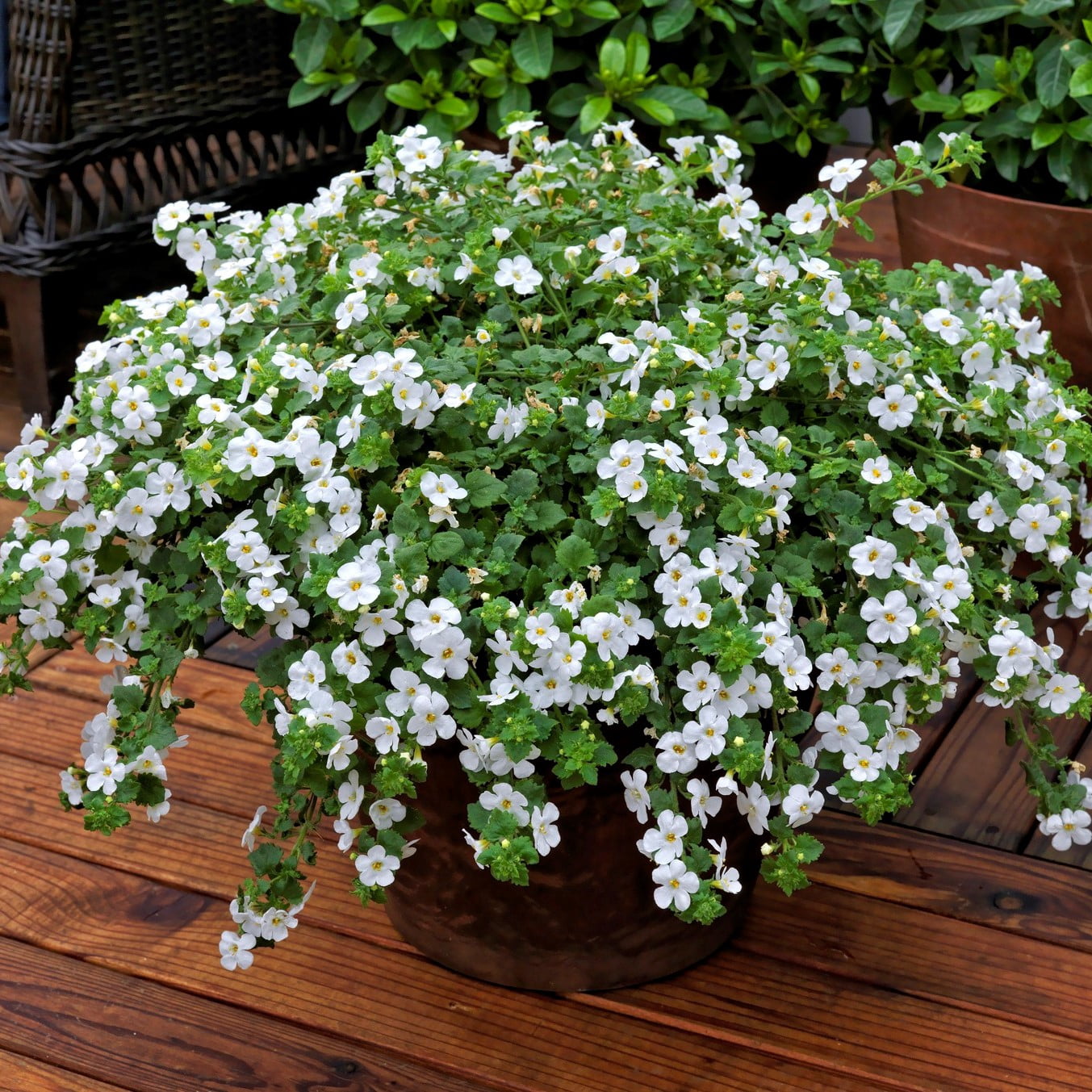 Better Homes & Gardens 1QT Bacopa Megacopa White Annual Live Plant Full Sun