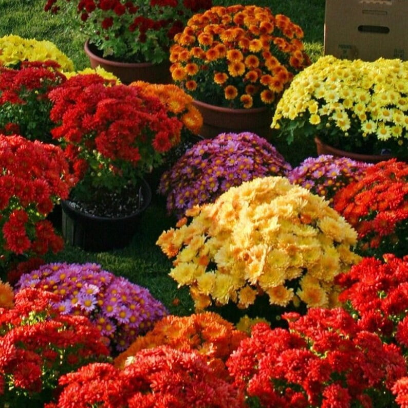 50 Chrysanthemum Seeds Mix for Blooms - Easy to Grow, Hardy Perennial, Pollinator-Friendly for Gardens and Bouquets