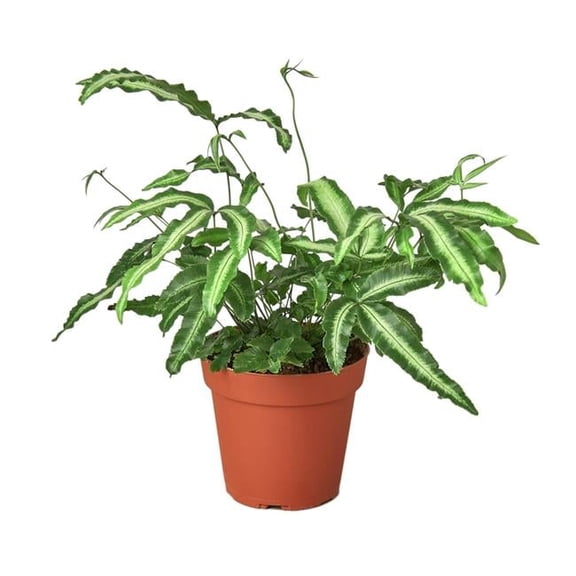 House Plant Dropship 4-FERN-ALBO-NURSERY.POT 4 in. Pteris Cretica Albo Fern Nursery Pot