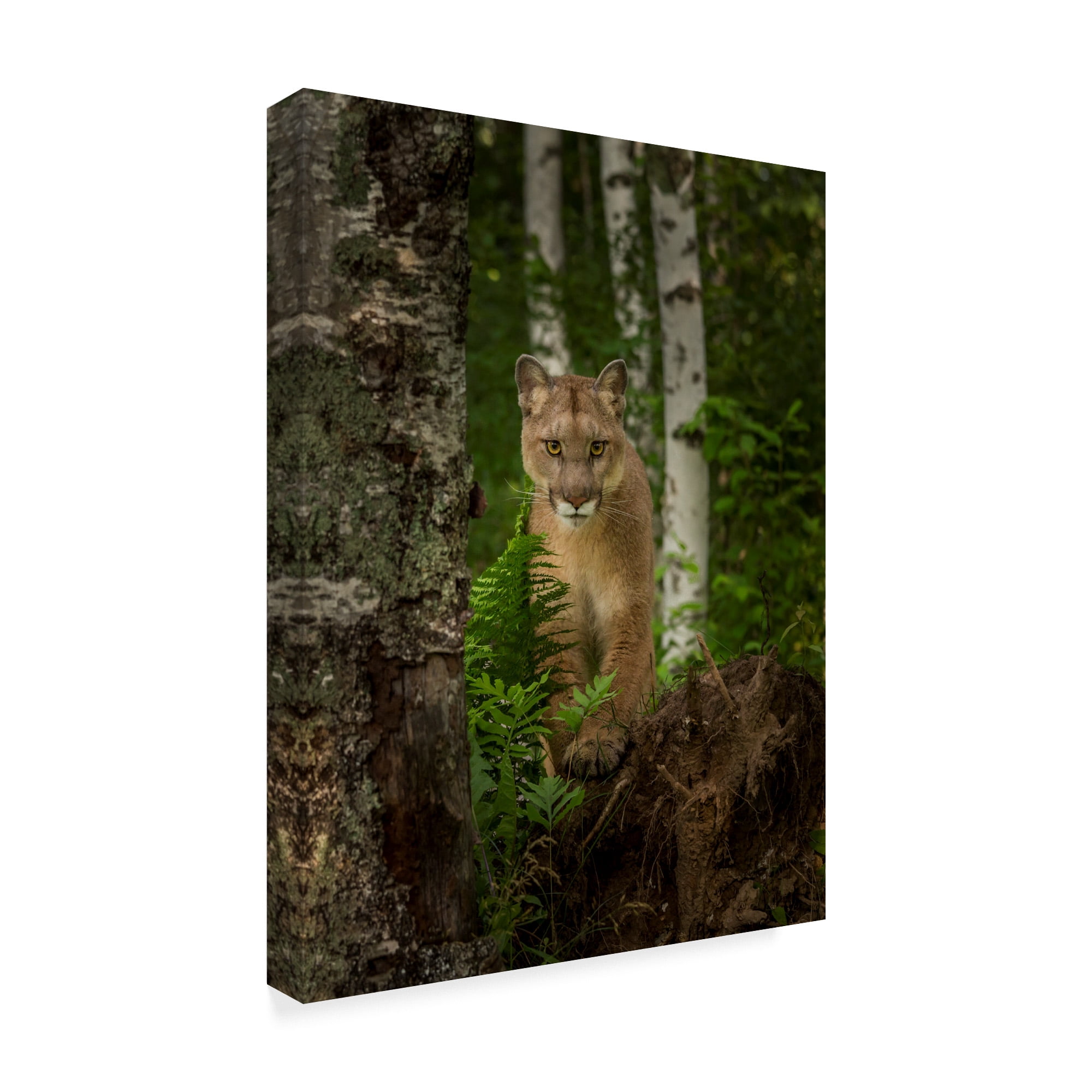 Trademark Fine Art 'Mountain Lion Forest Pose' Canvas Art by Galloimages Online