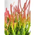 thumbnail image 3 of Firestick Pencil Cactus Euphorbia Tirucalli Succulent, 3 of 5