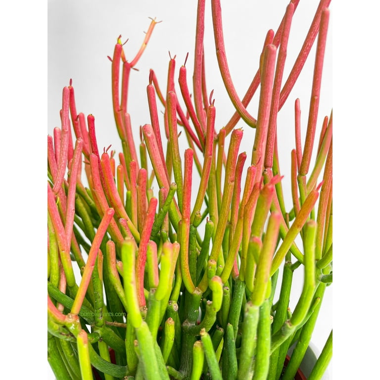 Firestick Pencil Cactus Euphorbia Tirucalli Succulent - Walmart.com