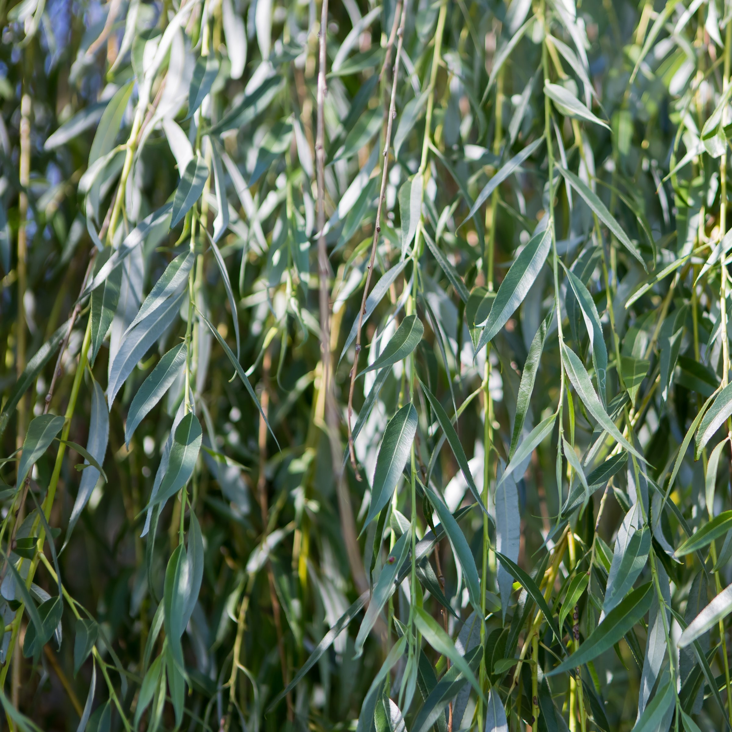 National Plant Network 3 gal Weeping Willow Live Tree with Full Sunlight
