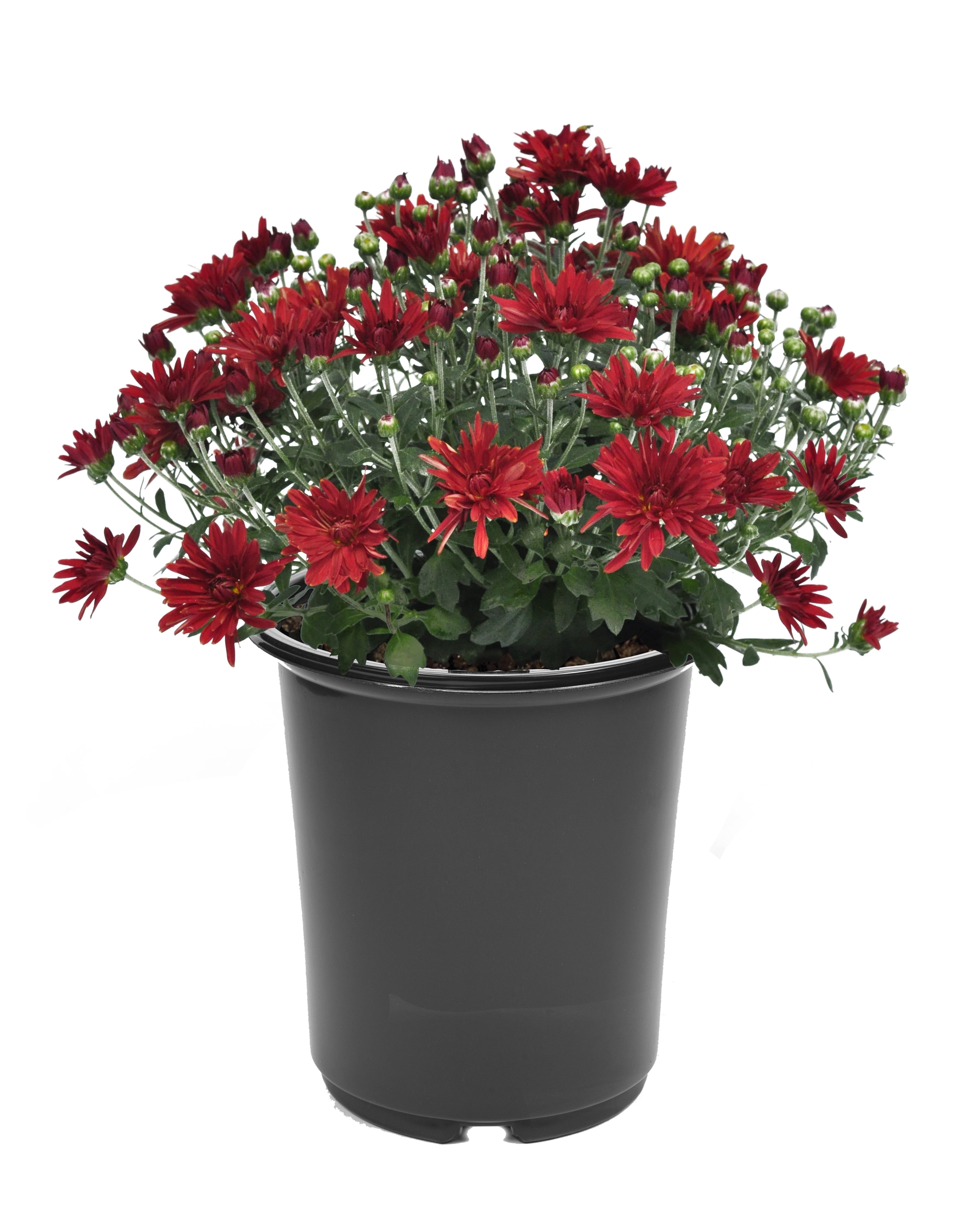 Expert Gardener 3QT Mum Red
