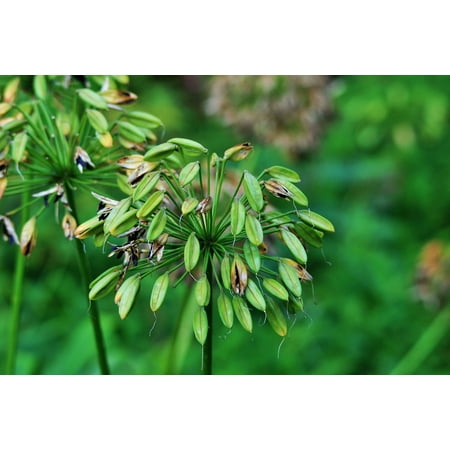 canvas print agapanthus natural seeds black seedpods plant stretched canvas 10 x