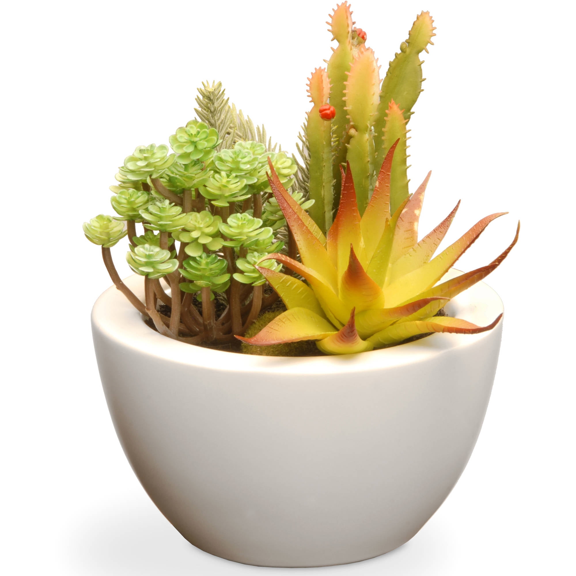 7.5" Succulent Plants