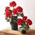 thumbnail image 4 of RAZ Imports 9.5" Red Geranium Potted Flowers for Mother's Day, 4 of 5