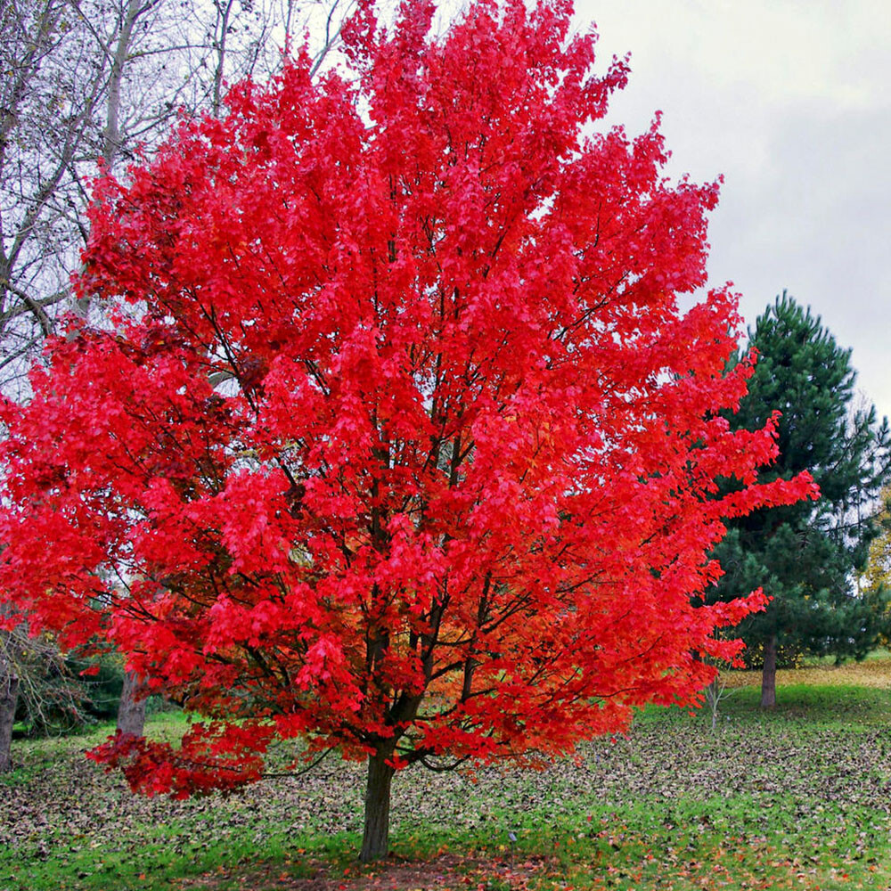 2 Red Maple Tree Vibrant Red Fall Foliage, 6-12"Tall 4"Pot, No Ship OR, Dormant in Winter