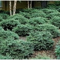 thumbnail image 2 of Helleri Holly Shrub | 20 Live Plants I Ilex Cornutal | Compact Evergreen Ideal for Low Borders, Formal Gardens and Ornamental Plantings, Dense, Small Leaves for Refined Look, 2 of 6
