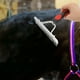 thumbnail image 2 of Pein de cabello de caballo, 2 of 6