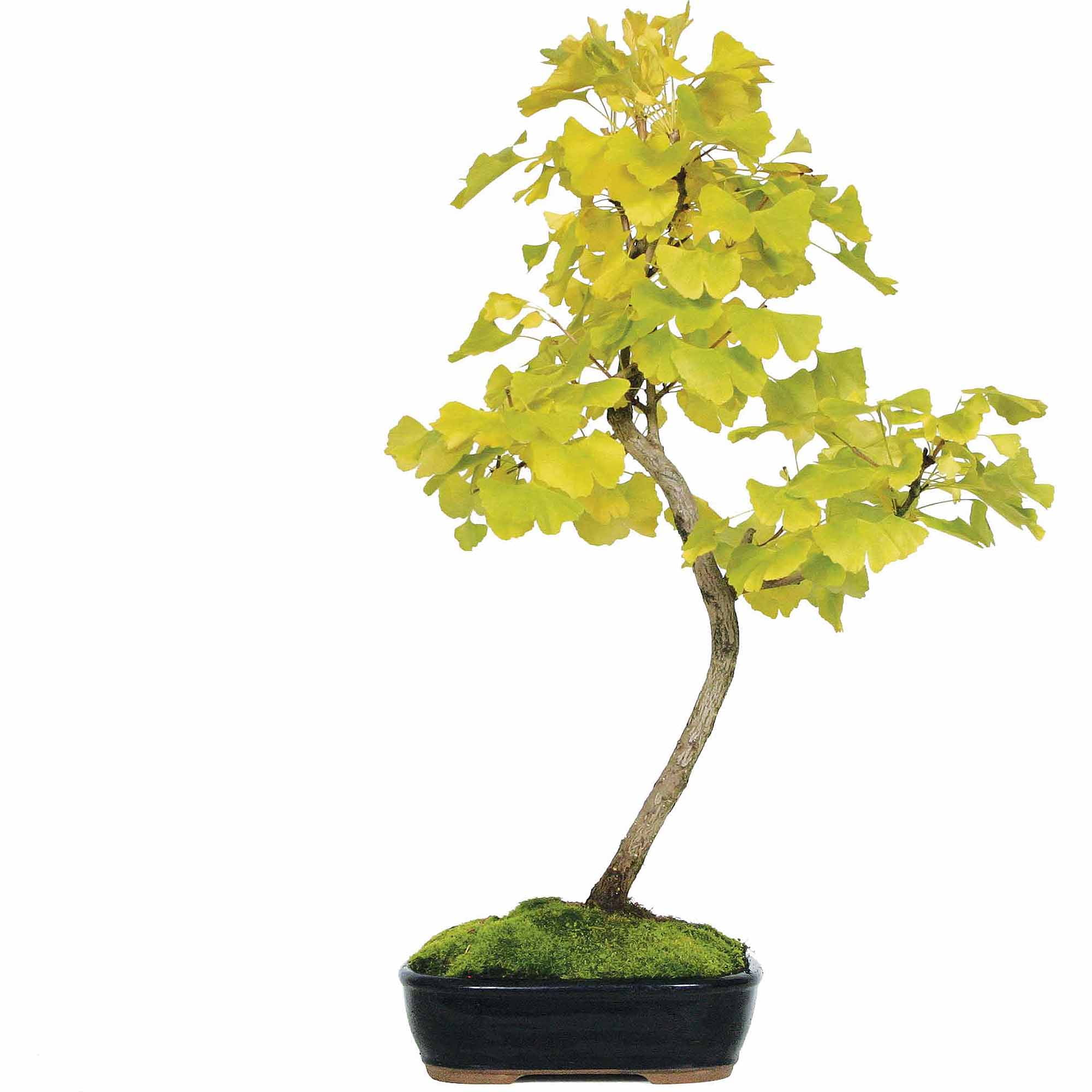 Ginkgo Bonsai Tree by Brussel's Bonsai