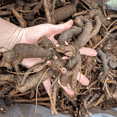 thumbnail image 3 of Peony, Low Maintenance - Easy Grow - Ideal for Beds Borders, Plant Pots & Planters, 3 of 4