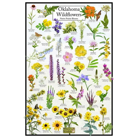 Oklahoma Wildflowers Poster - Native Prairie Blooms - Educational Science Chart of Oklahoma Flowers