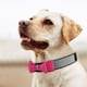 thumbnail image 1 of Correa retráctil para perro, arnés para perros, productos suaves para mascotas, collares para perros, diseño fácil de usar, 1 of 8