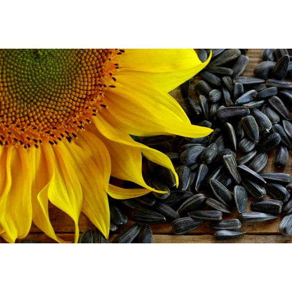 Seedville 100 Black Oil Sunflower Seeds, Attracts Hummingbirds