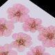 thumbnail image 4 of 12 Piezas Hermosas Flores Secas De Invierno Real Prensadas Flores Secas Para Arte Artesanía Scrapbooking Resina Joyería Artesanía Fabricación Caja Del rosa claro perfecl Flores secas prensadas reales, 4 of 8