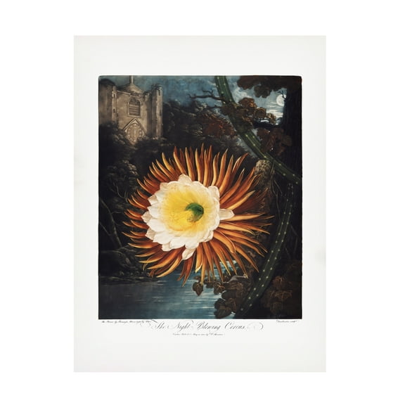 Trademark Fine Art Pictufy The Nighta€“Blowing Cereus from The Temple of Flora 1807 Canvas Wall Art