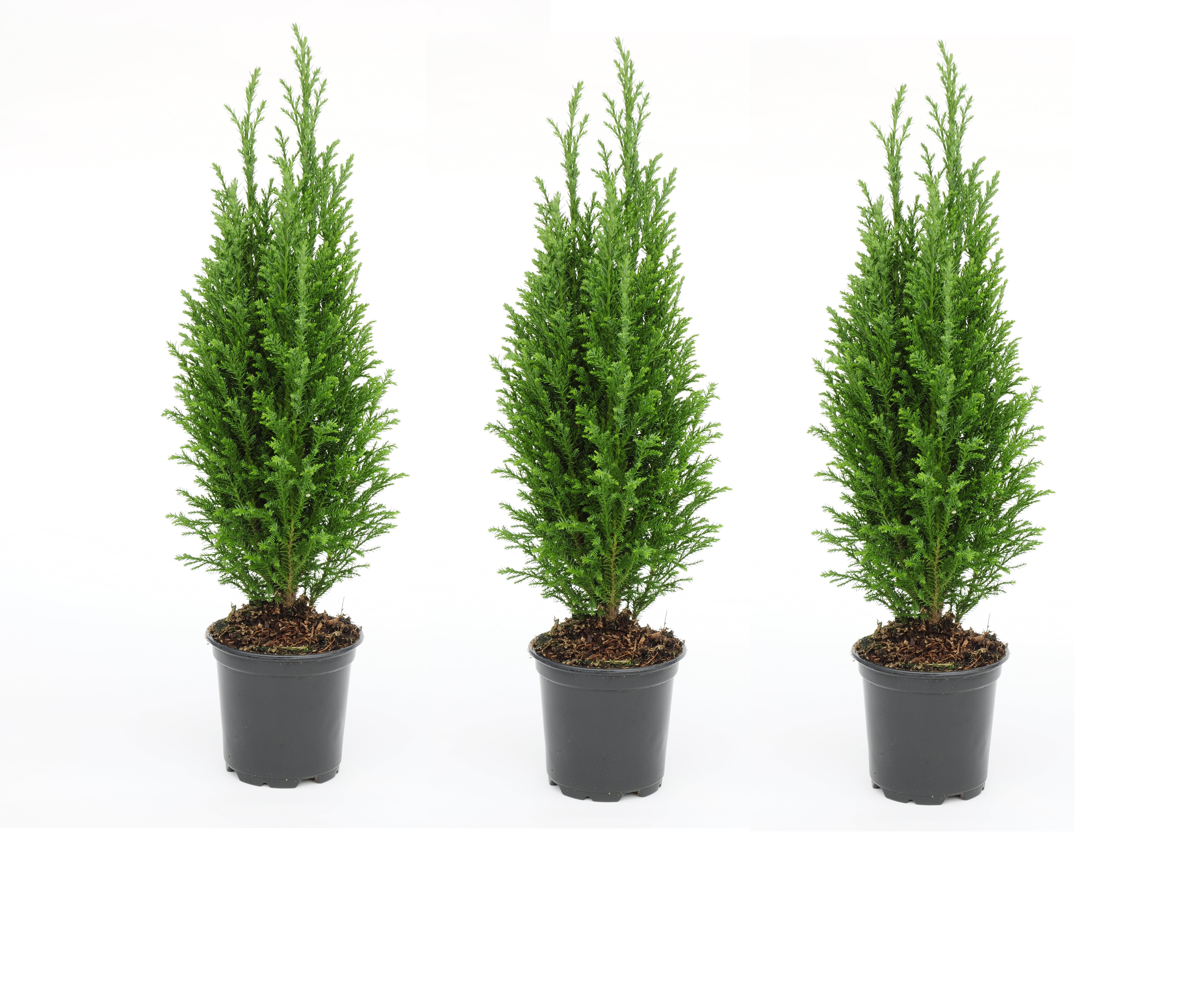 4" Euro Evergreen Cypress Tree 3 Pack