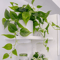 thumbnail image 4 of Pothos Small Fake Plants  (2 pack) , Artificial Plants for Home Decor Indoor - Fake Plants Decor, Green Plants Artificial Décor, Artificial Plant for Indoor and Outdoor - White Pot, 4 of 6