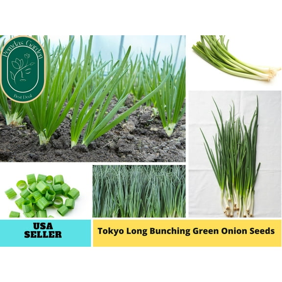 310 Seeds|Onion Seeds, Tokyo Long Bunching Green- Authentic Seeds~GMO Free~ Seeds~Flower seeds~Vegetable seeds~ Asian Garden~Herb B5G1 #7030
